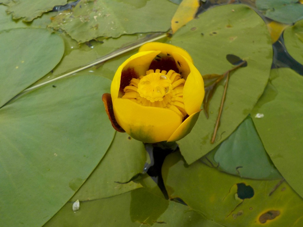 Variegated Yellow Pond-Lily - Photo (c) Mathew Zappa, some rights reserved (CC BY), uploaded by Mathew Zappa