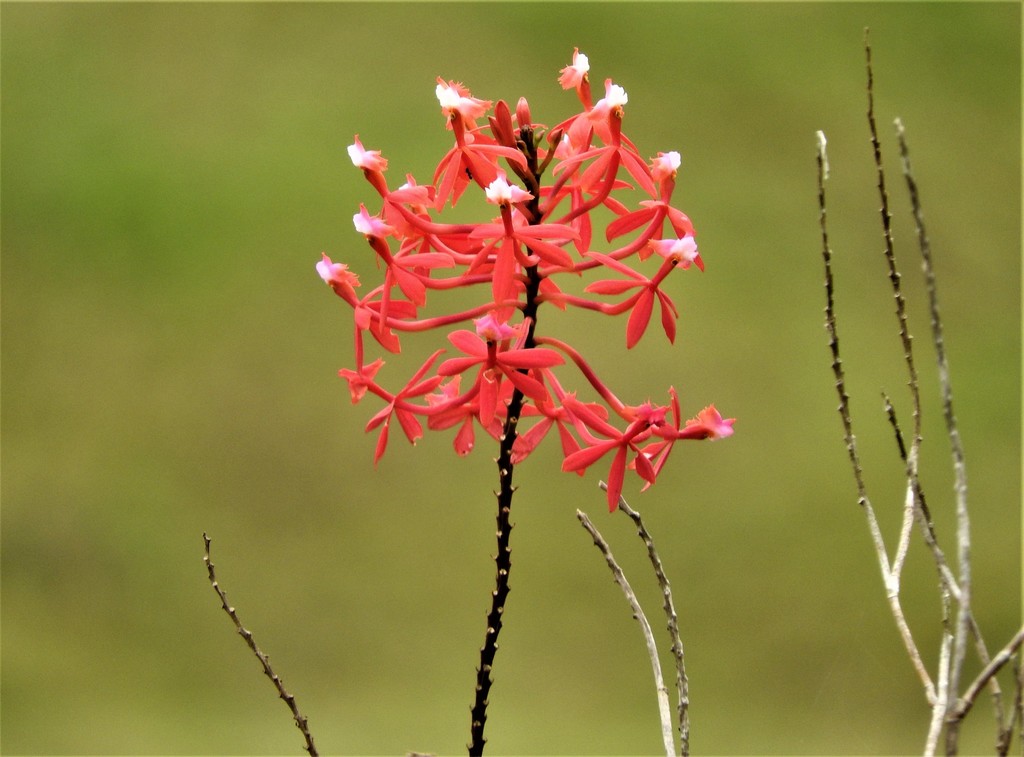 Epidendrum imperator - Photo (c) Gabriel Camilo Jaramillo Giraldo, some rights reserved (CC BY-NC-SA), uploaded by Gabriel Camilo Jaramillo Giraldo