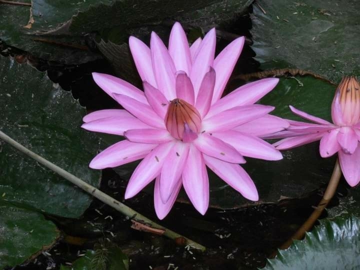 Red Water Lily - Photo (c) Ganeshwar S V, some rights reserved (CC BY-NC), uploaded by Ganeshwar S V