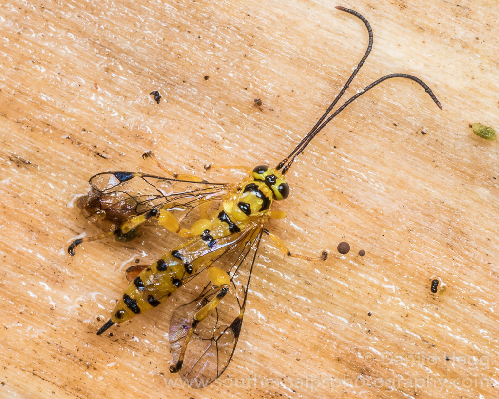 Yellow-banded Leafroller Parasitoid Wasp - Photo (c) Danilo Hegg, all rights reserved, uploaded by Danilo Hegg