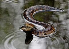 Florida Cottonmouth - Photo (c) Mary Keim, some rights reserved (CC BY-NC-SA)