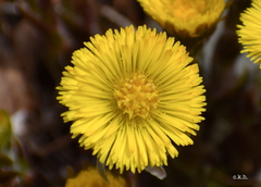 Colt's-Foot - Photo (c) Craig K. Hunt, some rights reserved (CC BY-NC-ND), uploaded by Craig K. Hunt