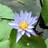 blue_lotus