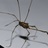 harvestman-man